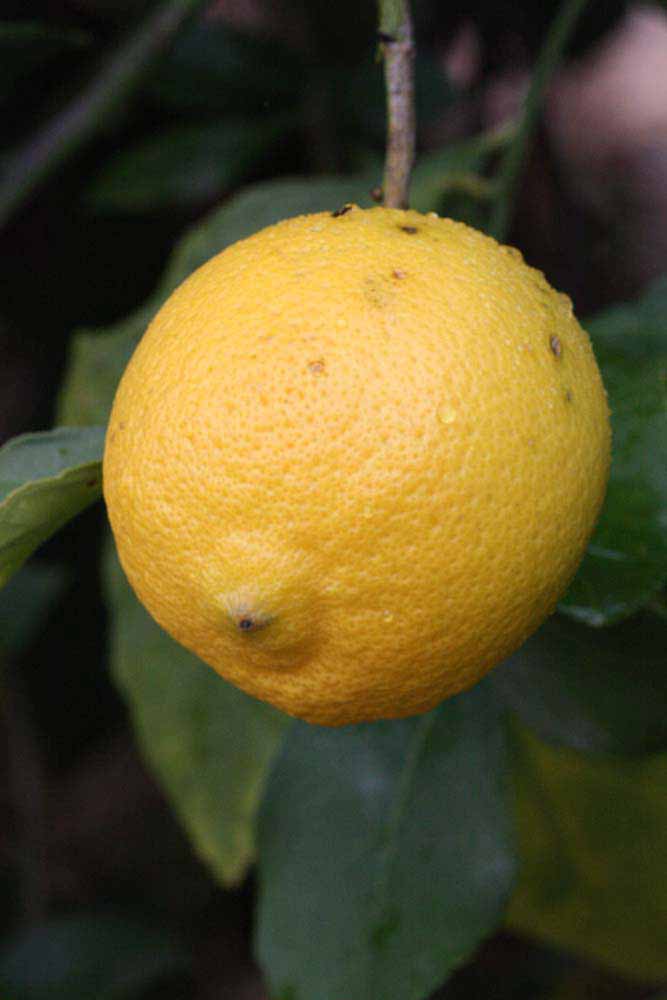              Fruit (Riverside, CA)       